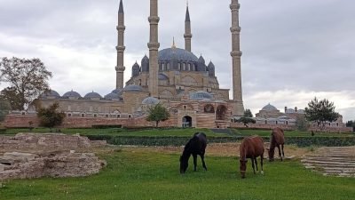 Selimiye Camisi meydanında 3 başıboş at görüldü