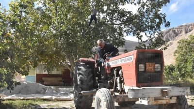 Tekirdağ’da ceviz hasadı başladı: Çorlu Seymen’de üreticiler tarlada