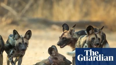 Three Wild Dog Brothers Set Record with 2,500-Mile Journey Across Zambia