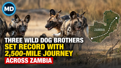 Three Wild Dog Brothers Set Record with 2,500-Mile Journey Across Zambia