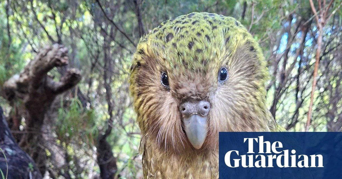 New Zealand Kākāpō Population Tops 300 Following Record Breeding Season
