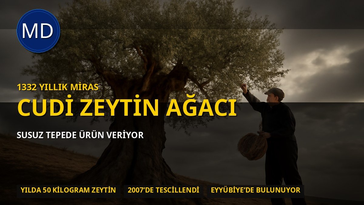 Şanlıurfa’da 1332 yıllık zeytin ağacı susuz tepede yılda 50 kilo ürün veriyor