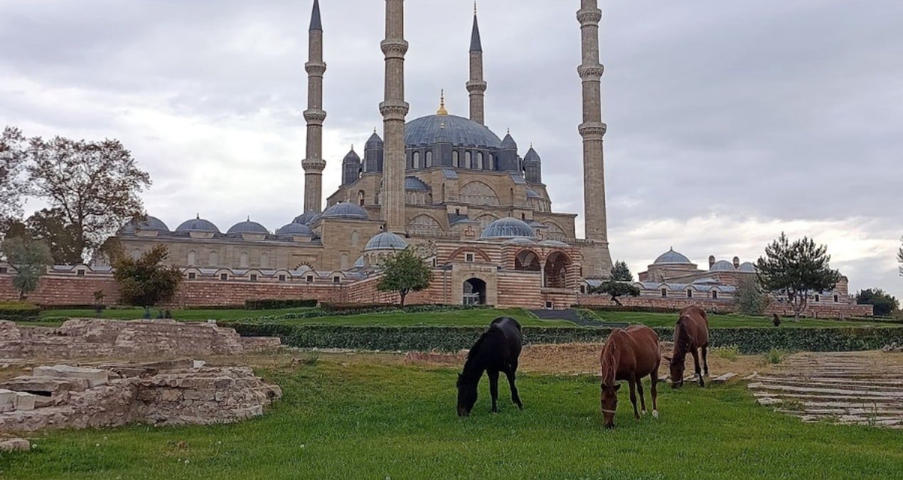 Selimiye Camisi meydanında 3 başıboş at görüldü