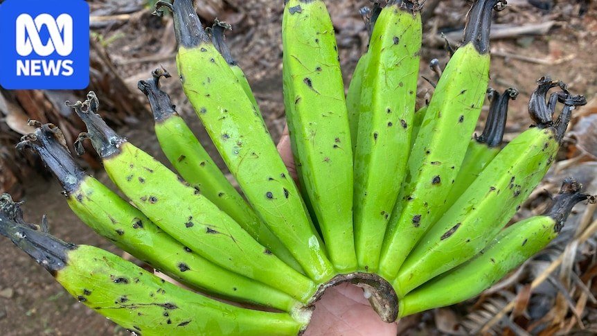 Starving Flying Foxes Cause Severe Damage to Fruit Crops Across New South Wales