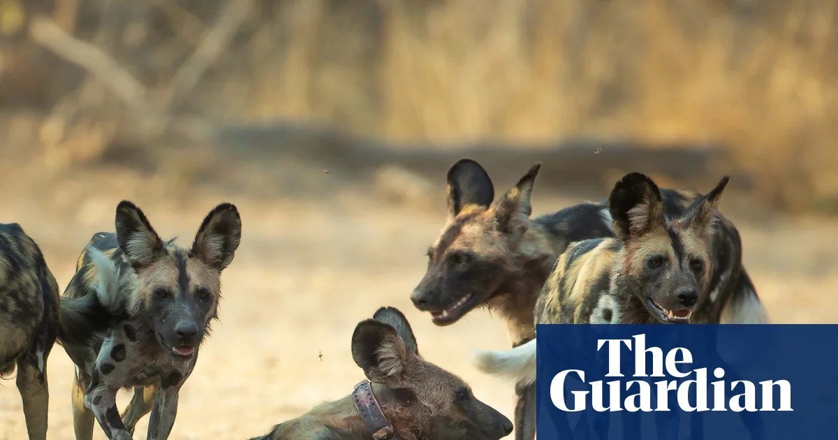 Three Wild Dog Brothers Set Record with 2,500-Mile Journey Across Zambia