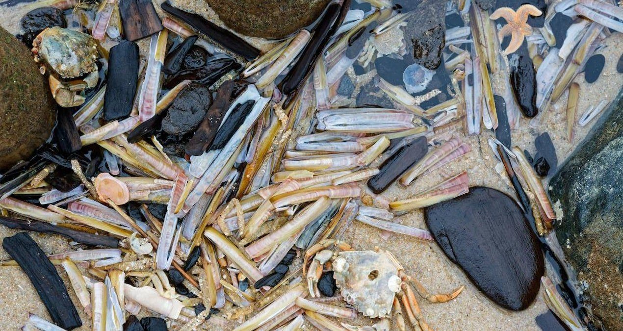 Yengeç ve Karides Kabuklarından Üretildi: 1000 Döngülük Çinko Pil