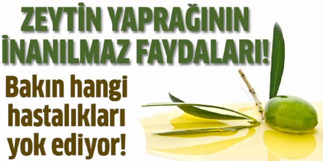Zeytin yaprağının faydaları nelerdir? Her derde deva zeytin yaprağı.